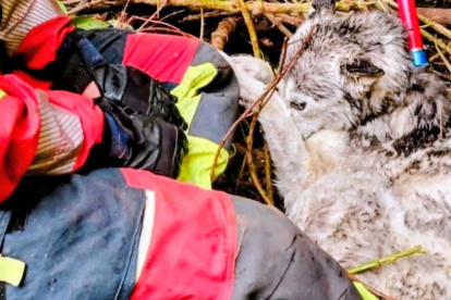 Bomberos Quito salvan a Balto un perro que quedó atrapado en zona inaccesible de San Vicente, Quito