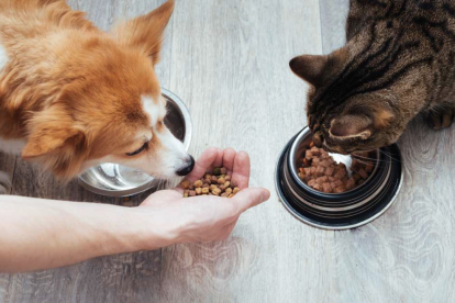 Una dieta formulada por profesionales puede mejorar el ánimo, el pelaje y la salud digestiva de las mascotas.
