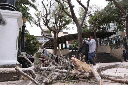 Así se apilaban las ramas podadas.