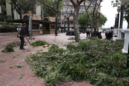 Imágenes de la poda municipal.
