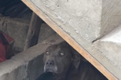 Ximena, la canina, es un retrato claro de la negligencia silenciosa que sufren muchos animales de compañía. Fue victima de maltrato junto a sus cachorros.