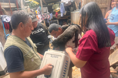 Al animal lo tenían con una soga, amarrado como perro.