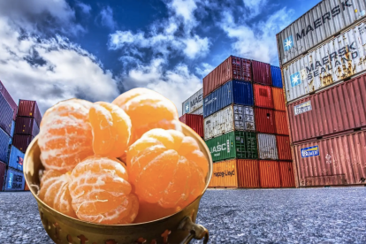 La mandarina Tango, cultivada en Imbabura, cumple con altos estándares fitosanitarios y ya se comercializa en supermercados de California.