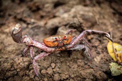 Durante la veda, está prohibida la captura y comercialización del cangrejo rojo y azul en Ecuador para proteger su proceso de muda.