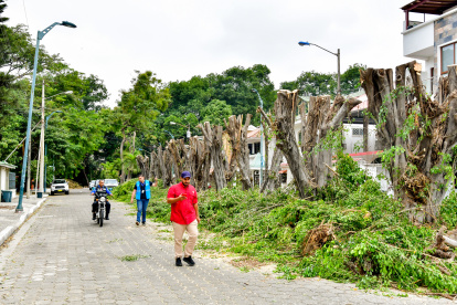 Al menos diez árboles fueron "mochados" en Las Garzas, norte de Guayaquil.