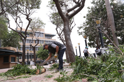 La tala fue el pasado 13 de agosto de 2025.