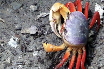Durante la veda, está prohibida la captura y comercialización del cangrejo rojo y azul en Ecuador para proteger su proceso de muda.