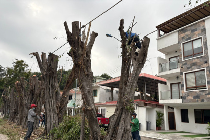 Fundaciones, animalistas y moradores se sumaron en colocar cañas provisionales para las aves.