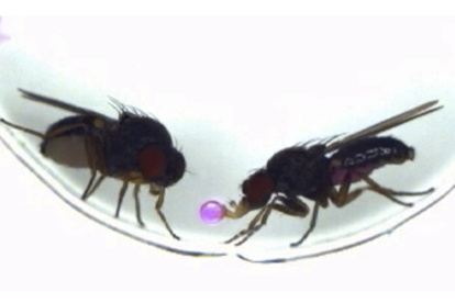 Logran transferir un comportamiento entre especies mediante manipulación genética.