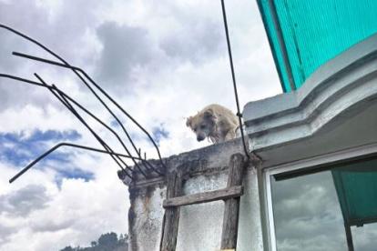 Situación. A este perrito lo abandonaron en la terraza de una vivienda en Quito.
