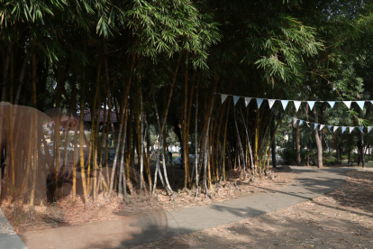 Los grandes y frondosos árboles del parque de San Felipe parecen estar entre los favoritos de las parejas para ocultarse.