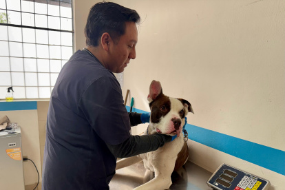 El perrito recibe atención veterinaria y una evaluación etológica.