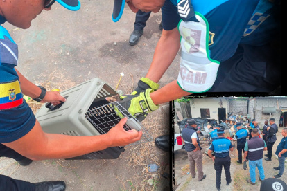 Municipio rescata familia de zarigüeyas en operativo de limpieza.