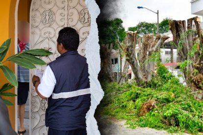 Guayaquil: sanción por poda drástica e ilegal de árboles en Las Garzas.