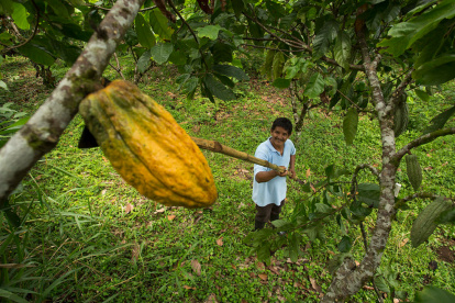 Ecuador exportó a Estados Unidos aproximadamente 250 millones de dólares en 2024.