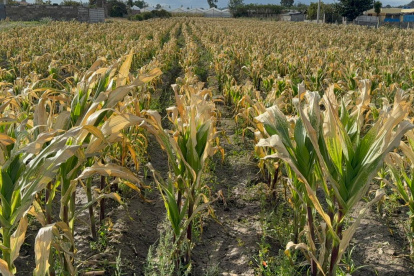 Los cultivos de maíz son los afectados por las heladas que se registran en la provincia de Cotopaxi.