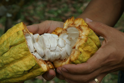 La exportación de cacao y elaborados alcanzó en el primer semestre de 2025 $ 2.310,5 millones.