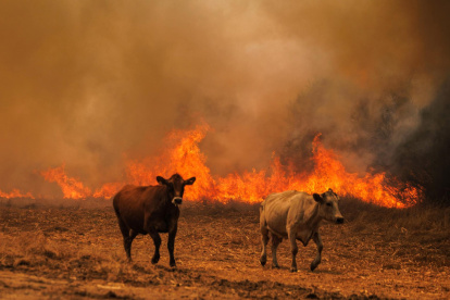Imagen de vacas huyendo de las llamas la semana pasada durante un incendio forestal en  Portugal.
