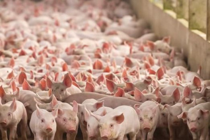 La UE dará mejor acceso a su mercado a productos agrícolas de EEUU, como cerdo o lácteos.