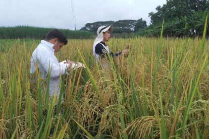 El trabajo de la Universidad de Guayaquil aporta al desarrollo de sistemas productivos más sostenibles y fortalece la soberanía alimentaria del Ecuador.