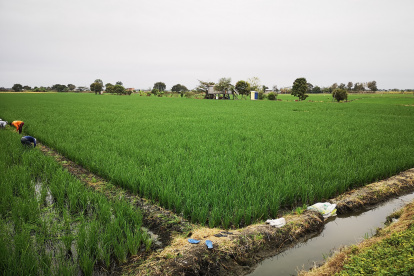 Los cultivos de arroz en Los Ríos y Guayas enfrentan el avance de la plaga sogata