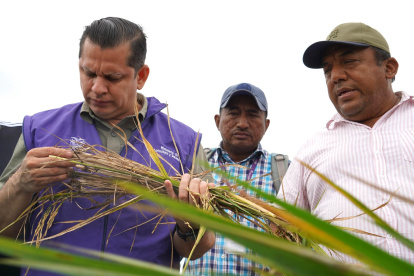 El Gobierno indica que está tomando acciones contra la plaga.