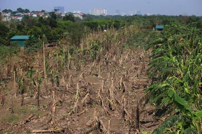 Imagen de archivo tomada el 24 de septiembre de 2024 en Hanói, Vietnam, que muestra plátanos caídos en un campo tras el tifón Yagi.