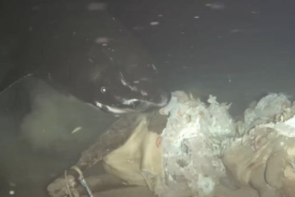 l cadáver fue depositado a 1.629 metros de profundidad; minutos después, ocho tiburones dormilones del Pacífico aparecieron en escena.