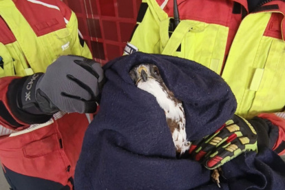 Bomberos rescataron a un águila que quedó atrapada en un cerramiento en el norte de Quito.