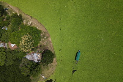 Fotografía aérea que muestra el lago Suchitlán afectado por la planta acuática Pistia Stratiotes este jueves, en Cuscatlán (El Salvador).