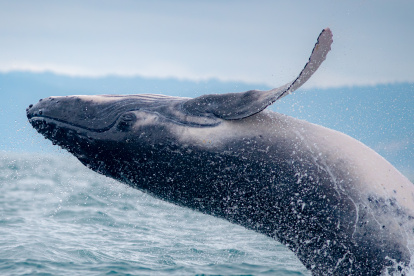 A cada hora, en Súa, parroquia de Atacames, las lanchas salen repletas de turistas desde la costa para admirar a las ballenas.