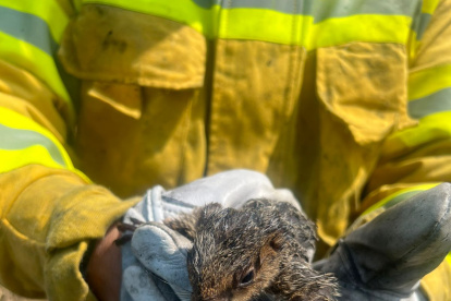 Ardilla rescatada por los bomberos.