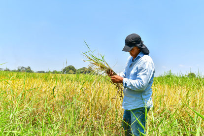 El ingeniero Kléber Rugel analiza un cultivo afectado por sogata y otras plagas.