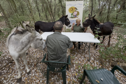 El batallón de "burros bomberos" de Doñana es un grupo de 18 animales cuya labor preventiva, el desbroce cortafuegos en el entorno del espacio natural, planifica la asociación "El Burrito Feliz" (EBF).