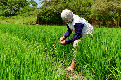 Un agricultor trabaja en su cultivo de arroz en Santa Lucía.