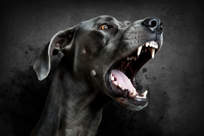 El perro que atacó al ciudadano sería de raza Gran Danés.