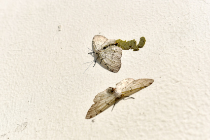 Polillas en Guayaquil.