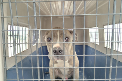 Operativo de la AMC en Guamaní y Quitumbe permitió rescatar a mascotas que estaban en malas condiciones.