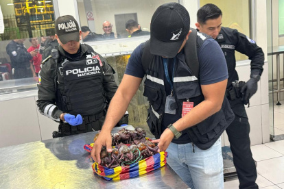 Decomiso de cangrejos en el aeropuerto.