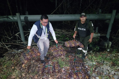 Los cangrejos no pueden ser pescados ni traficados durante la veda.