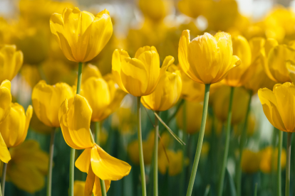 Regalar flores amarillas el 21 de septiembre se ha vuelto una tradición viral en redes sociales.