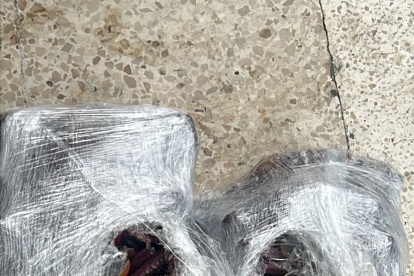 Nuevo atado de cangrejos fue decomisado en el aeropuerto de Guayaquil.