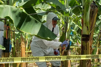 Un técnico toma muestra para que en un laboratorio se determine si esa planta está enferma con Fusarium R4T.
