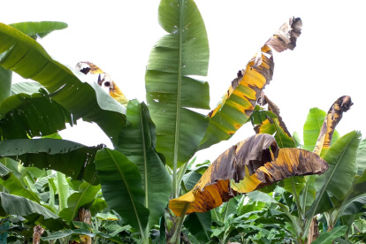 El ingeniero Víctor H. Quimí analiza plantas de banano en Ecuador.