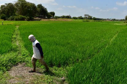 Un agricultor trabajando en un cultivo de arroz en Santa Lucía.