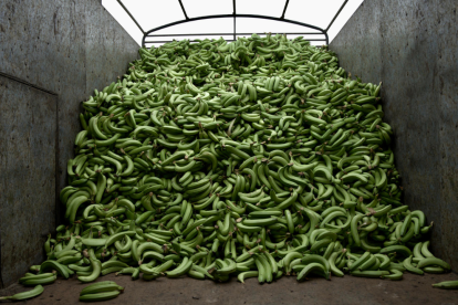 El Ejecutivo ecuatoriano podrá establecer el precio del banano mientras se define el coste real de producción.