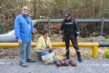 Los cangrejos fueron decomisados por la Policía Nacional