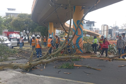 Aunque el árbol cayó sobre los vehículos, el incidente no dejó personas heridas en el norte de Quito.