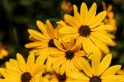 Cada 21 de septiembre y 21 de marzo, las flores amarillas se convierten en símbolo de amor y esperanza.