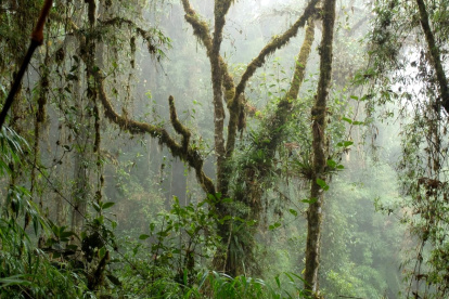 Bosque. Machay, situado en la provincia de Tungurahua, abarca una superficie de 1.164,898 hectáreas.